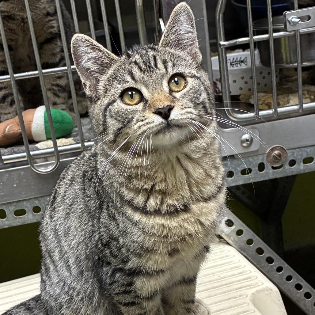Silver, Adoptable, Kitten Female Domestic Short Hair.