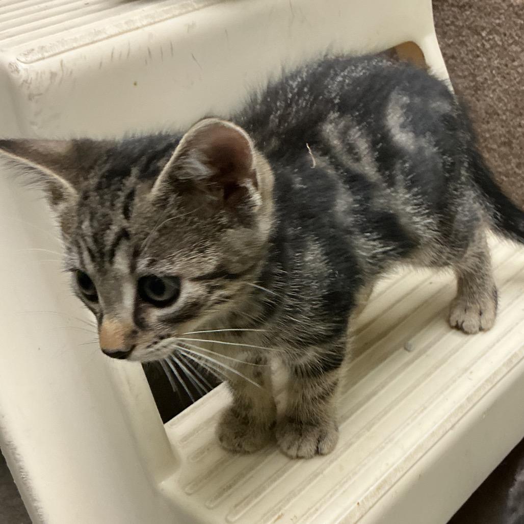 Enlarge Silver, a Adoptable Domestic Short Hair in Waynesburg, PA image 1/1