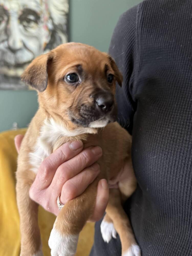 Teagan (Bottle Baby Litter), Adoptable, Puppy Male Staffordshire Bull Terrier & Boxer.