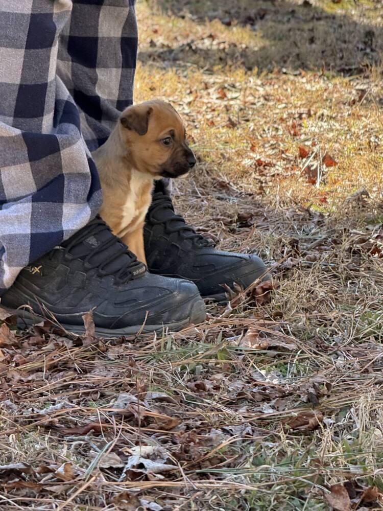 Enlarge Teagan (Bottle Baby Litter), a Adoptable mixed breed in Gillsville, GA image 2/6