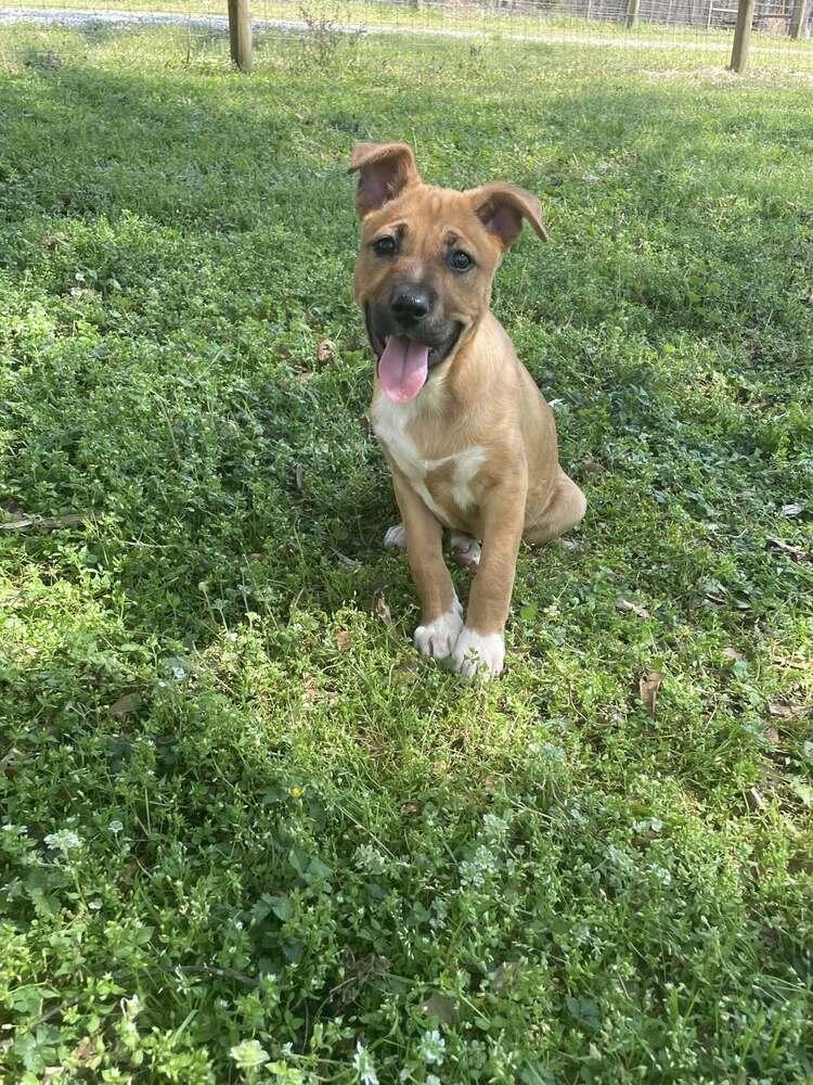 Enlarge Teagan (Bottle Baby Litter), a Adoptable mixed breed in Gillsville, GA image 3/6