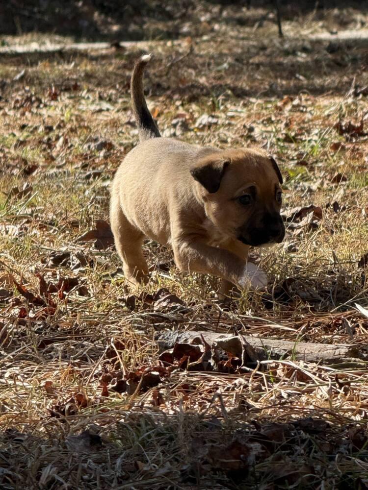 Enlarge Teagan (Bottle Baby Litter), a Adoptable mixed breed in Gillsville, GA image 4/6