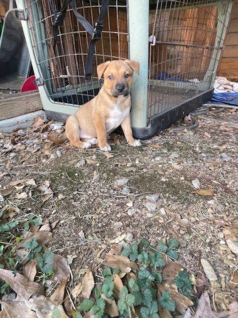 Enlarge Teagan (Bottle Baby Litter), a Adoptable mixed breed in Gillsville, GA image 5/6