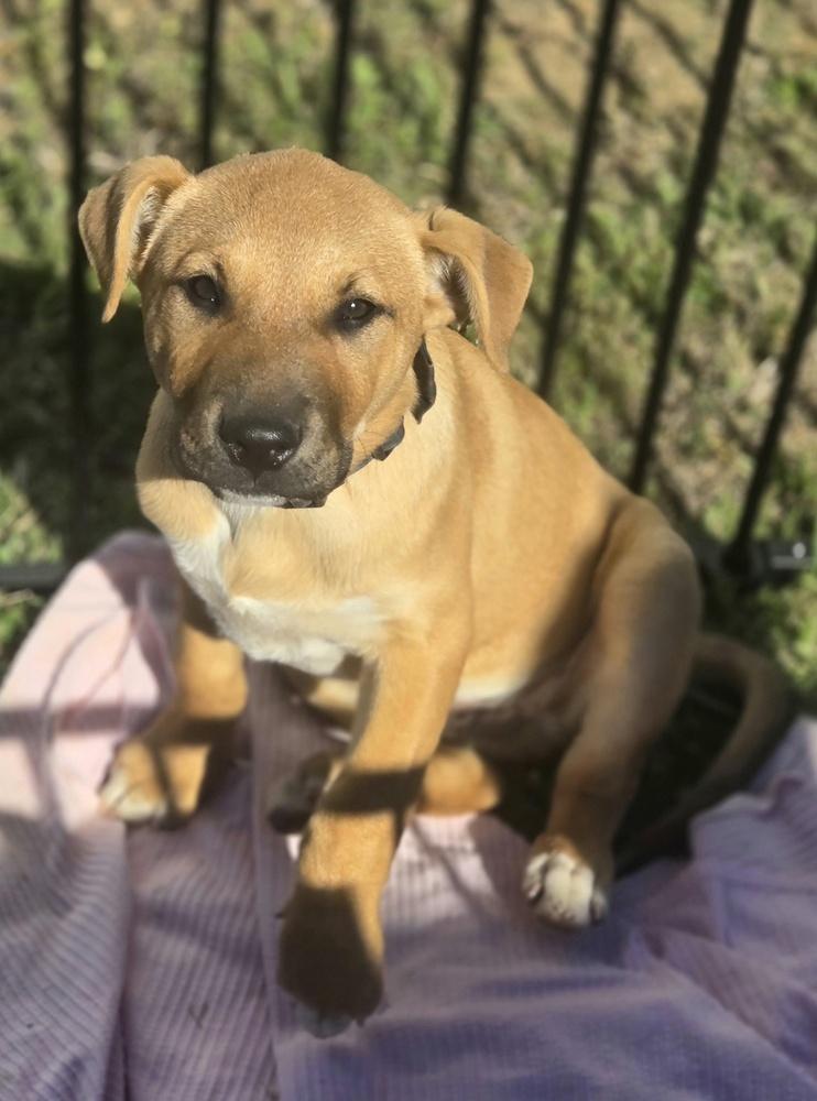Enlarge Teagan (Bottle Baby Litter), a Adoptable mixed breed in Gillsville, GA image 6/6