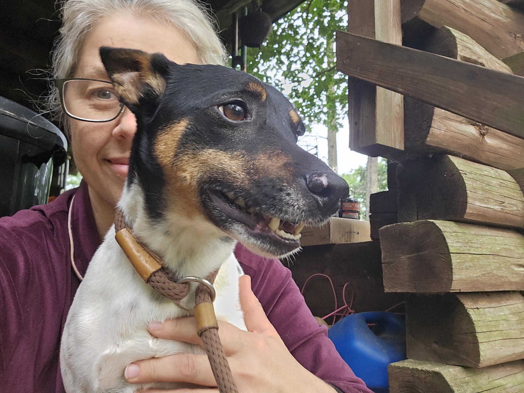 Frankie, a Adoptable Rat Terrier in Sharon, CT image 2/3