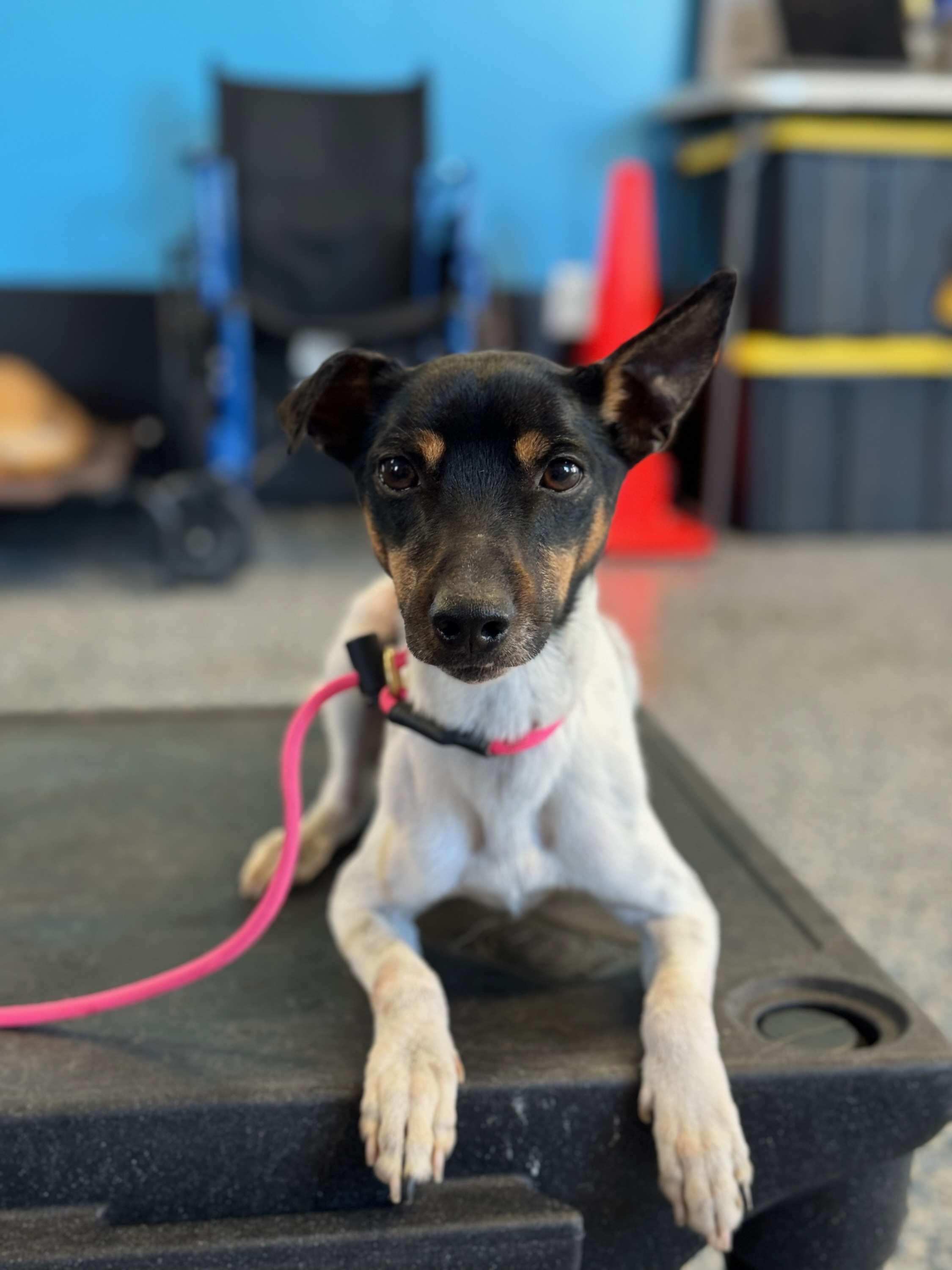Frankie, Adoptable, Adult Male Rat Terrier.