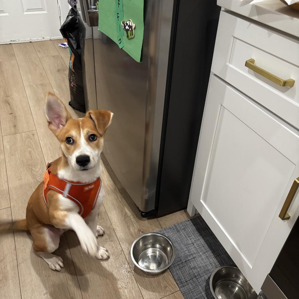 Chikis, a ADOPTABLE mixed breed in Chicago, IL image 1/6