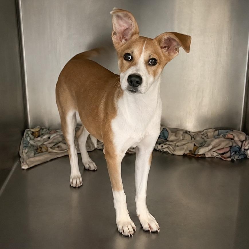 Chikis, a ADOPTABLE mixed breed in Chicago, IL image 6/6