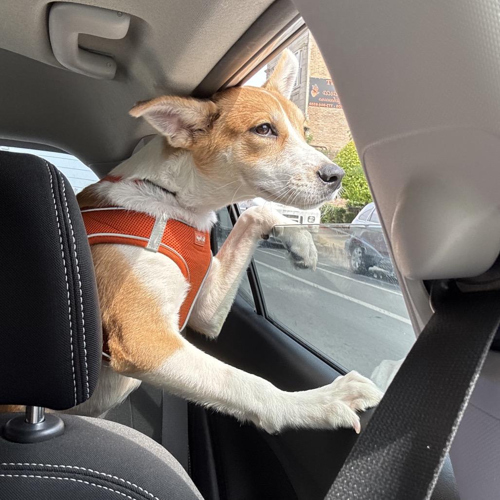 Chikis, a ADOPTABLE mixed breed in Chicago, IL image 4/6