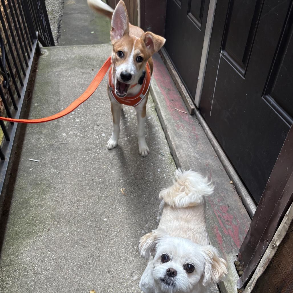 Chikis, a ADOPTABLE mixed breed in Chicago, IL image 5/6