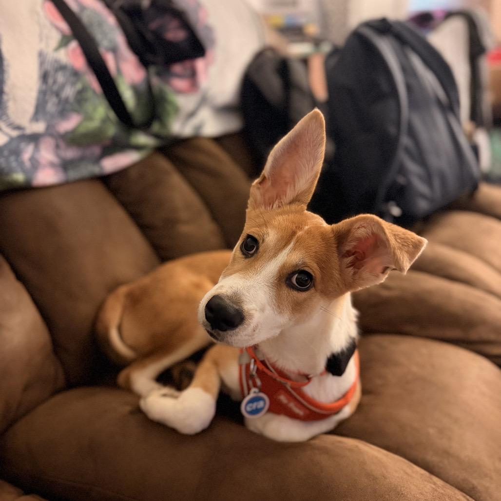 Chikis, a ADOPTABLE mixed breed in Chicago, IL image 2/6