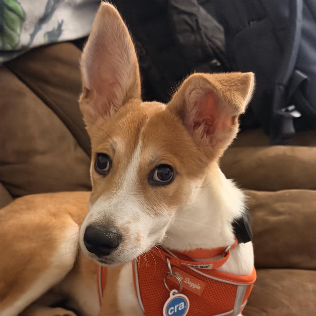Chikis, a ADOPTABLE mixed breed in Chicago, IL image 3/6
