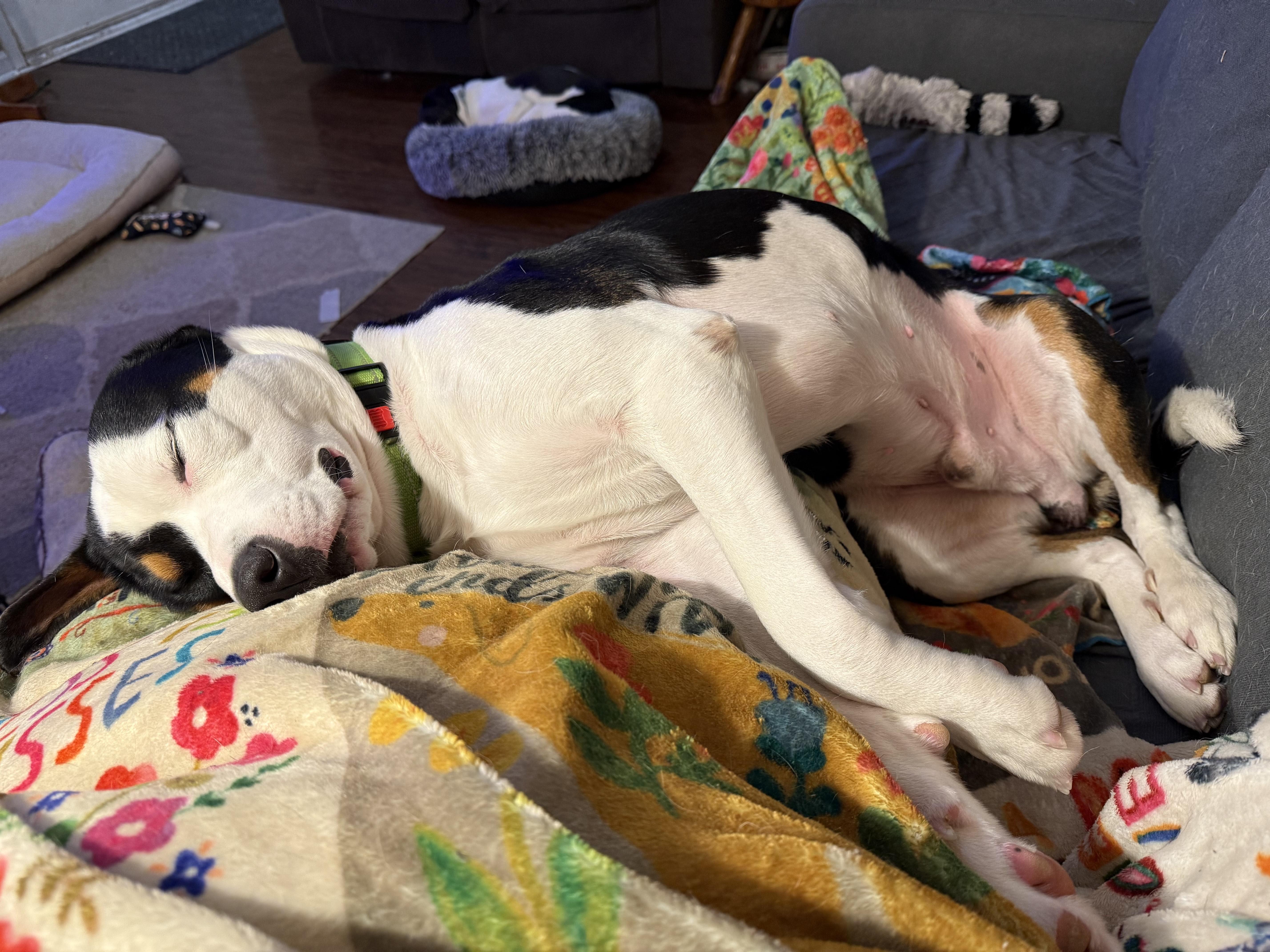 Enlarge Elliot, a Adoptable mixed breed in Aurora, IL image 1/6