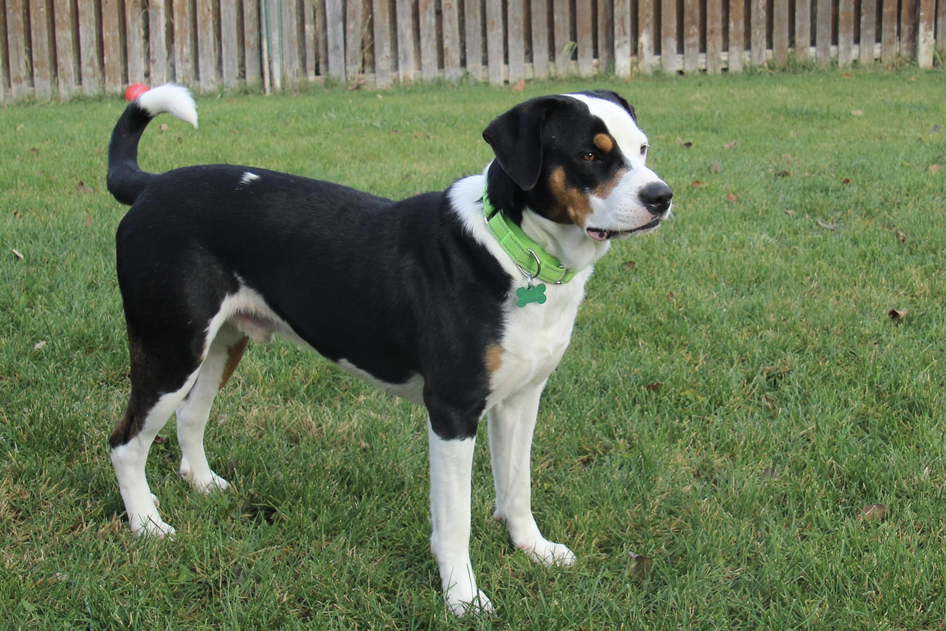 Enlarge Elliot, a Adoptable mixed breed in Aurora, IL image 2/6