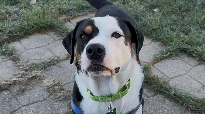 Enlarge Elliot, a Adoptable mixed breed in Aurora, IL image 3/6