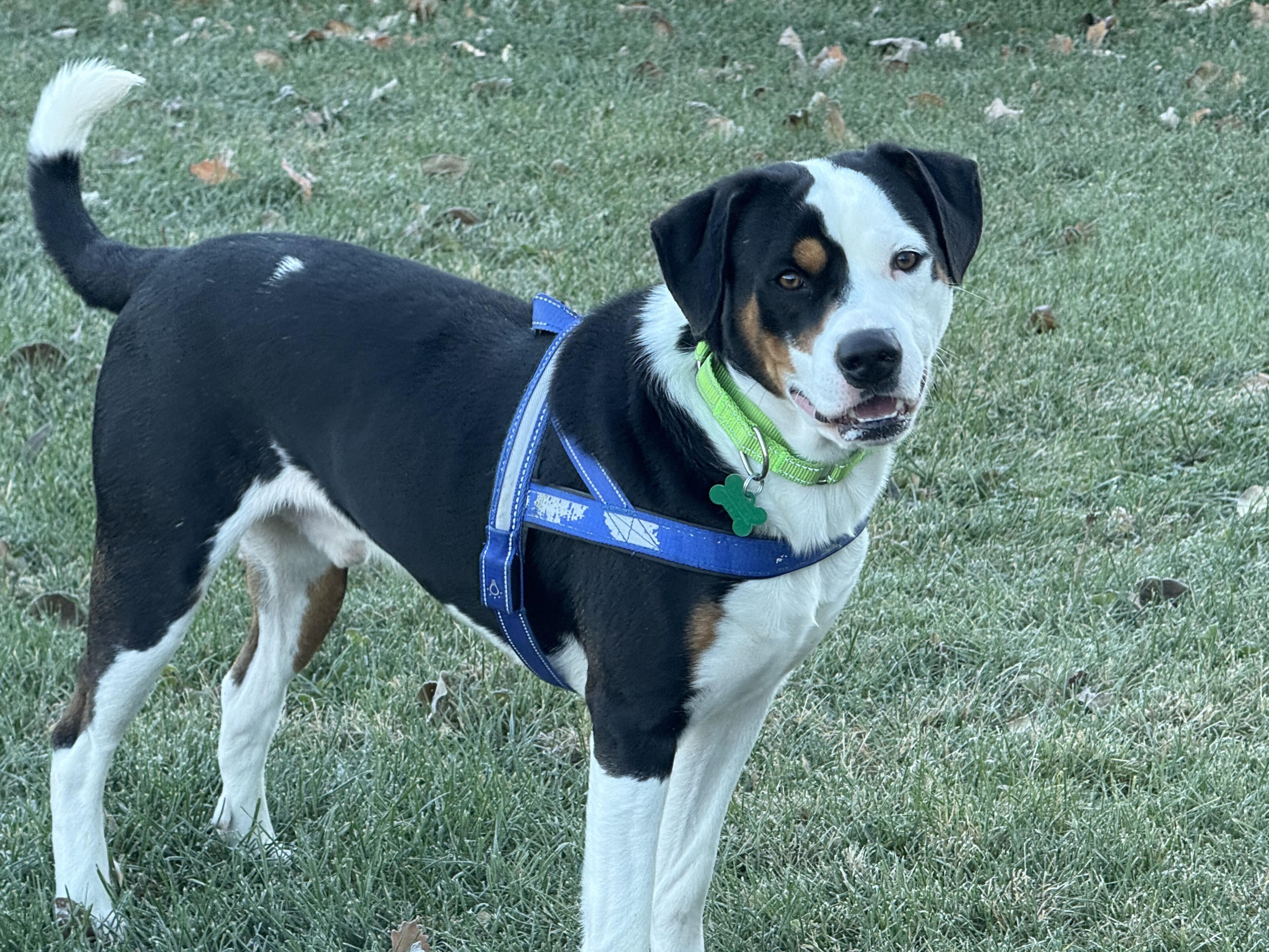 Enlarge Elliot, a Adoptable mixed breed in Aurora, IL image 4/6