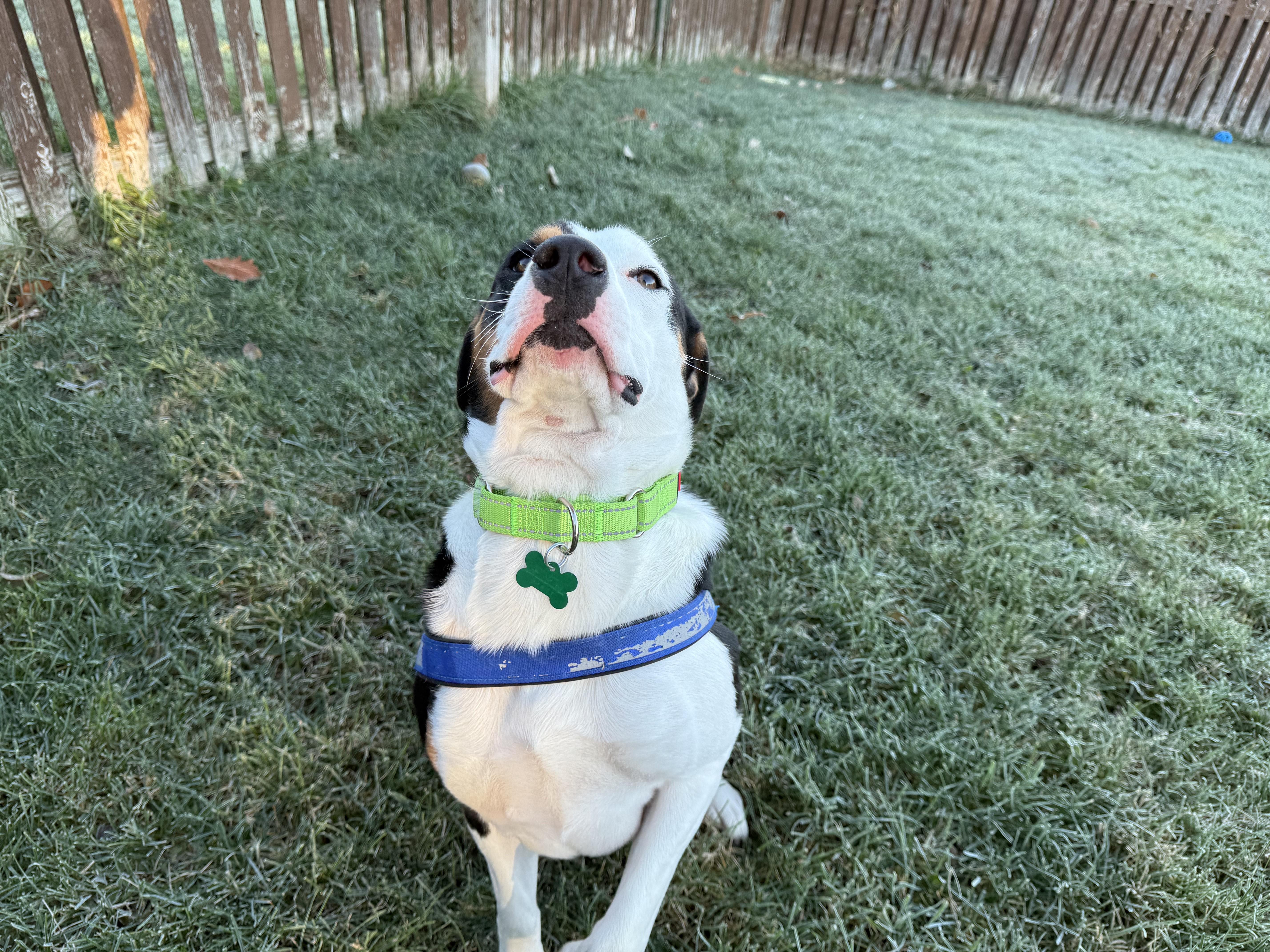 Enlarge Elliot, a Adoptable mixed breed in Aurora, IL image 5/6