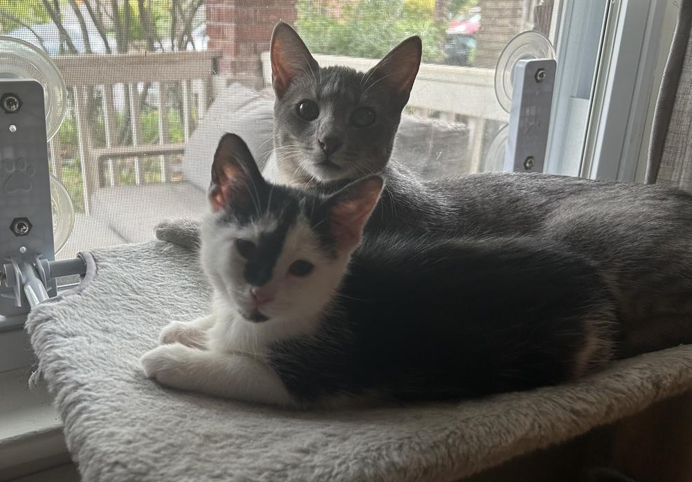Rosie, Adoptable, Kitten Female Domestic Short Hair.
