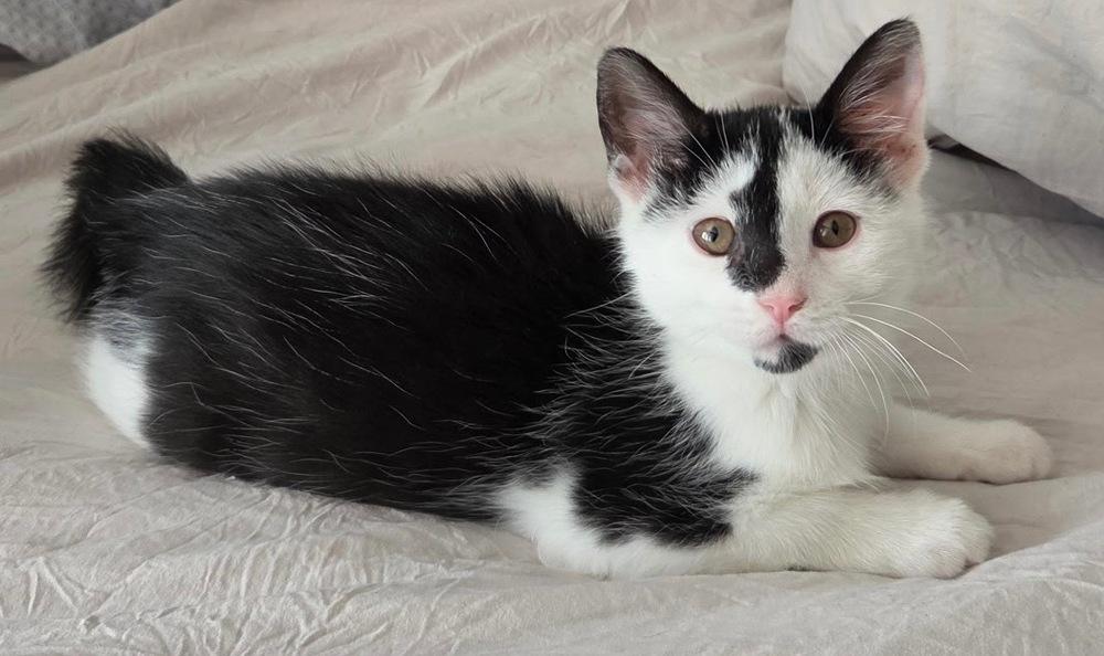 Enlarge Rosie, a Adoptable Domestic Short Hair in Greenbelt, MD image 2/3