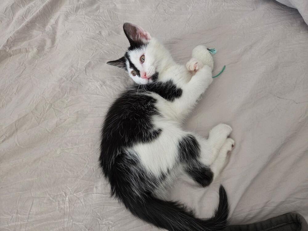 Enlarge Rosie, a Adoptable Domestic Short Hair in Greenbelt, MD image 3/3