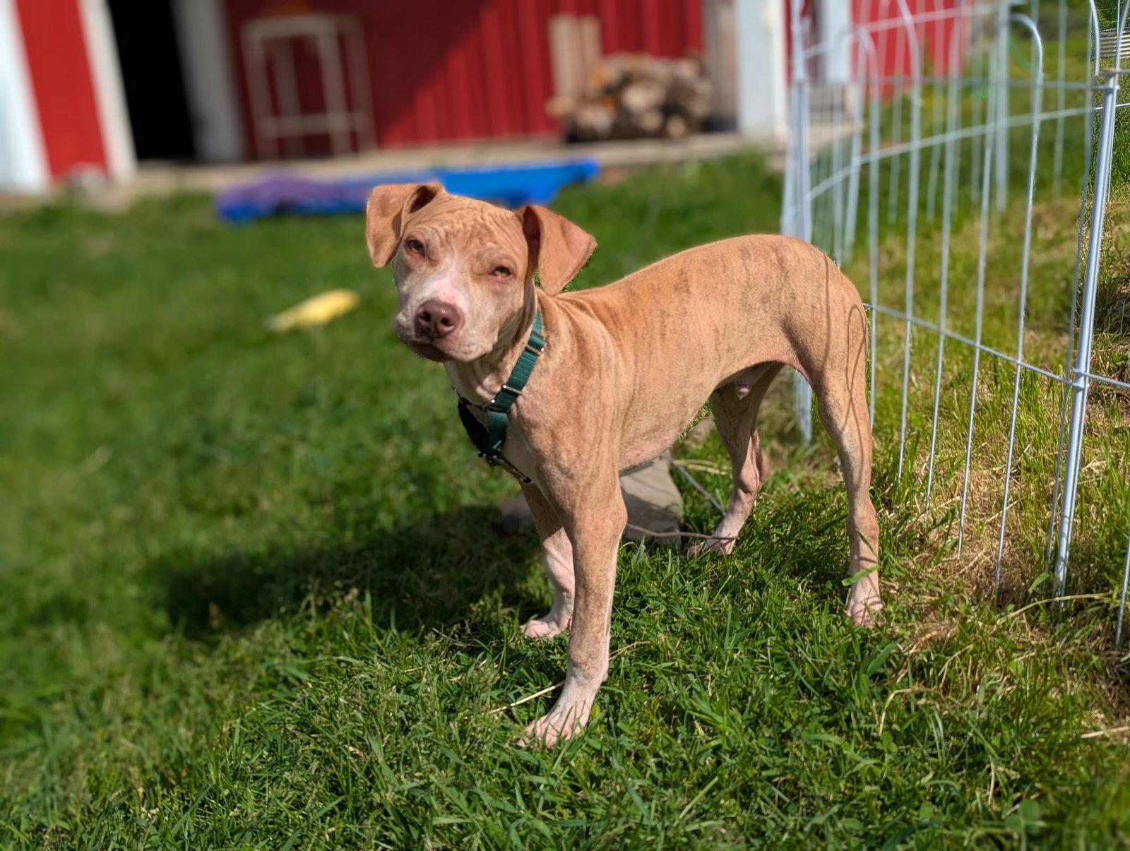 Nemo, a Adoptable American Staffordshire Terrier in Tonawanda, NY image 1/3