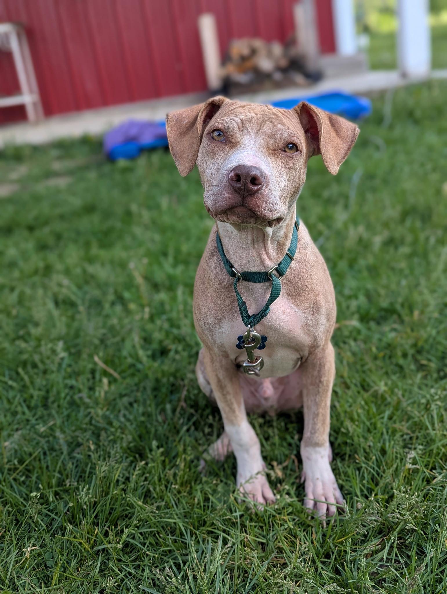 Nemo, a Adoptable American Staffordshire Terrier in Tonawanda, NY image 2/3
