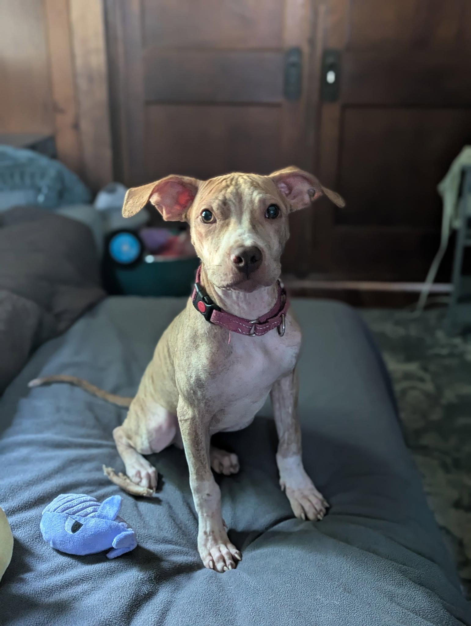 Nemo, a Adoptable American Staffordshire Terrier in Tonawanda, NY image 3/3