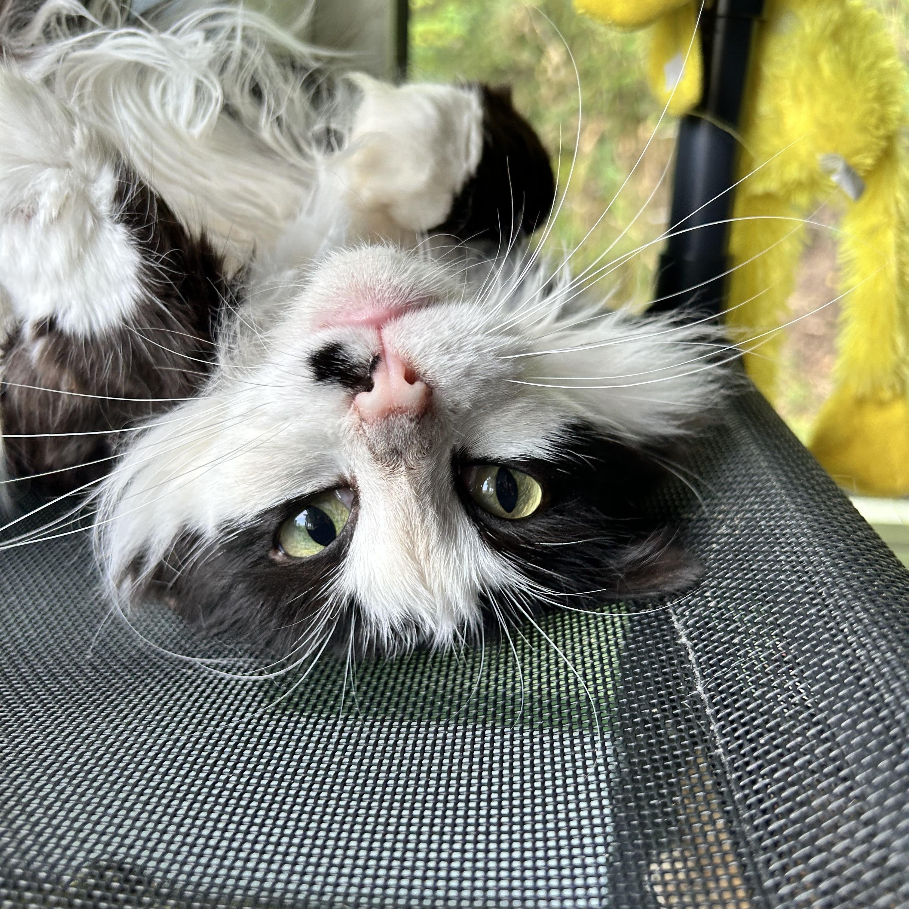 Enlarge Tilly and Smudge (bonded), a ADOPTABLE Domestic Long Hair in Grand Rapids, MI image 4/6