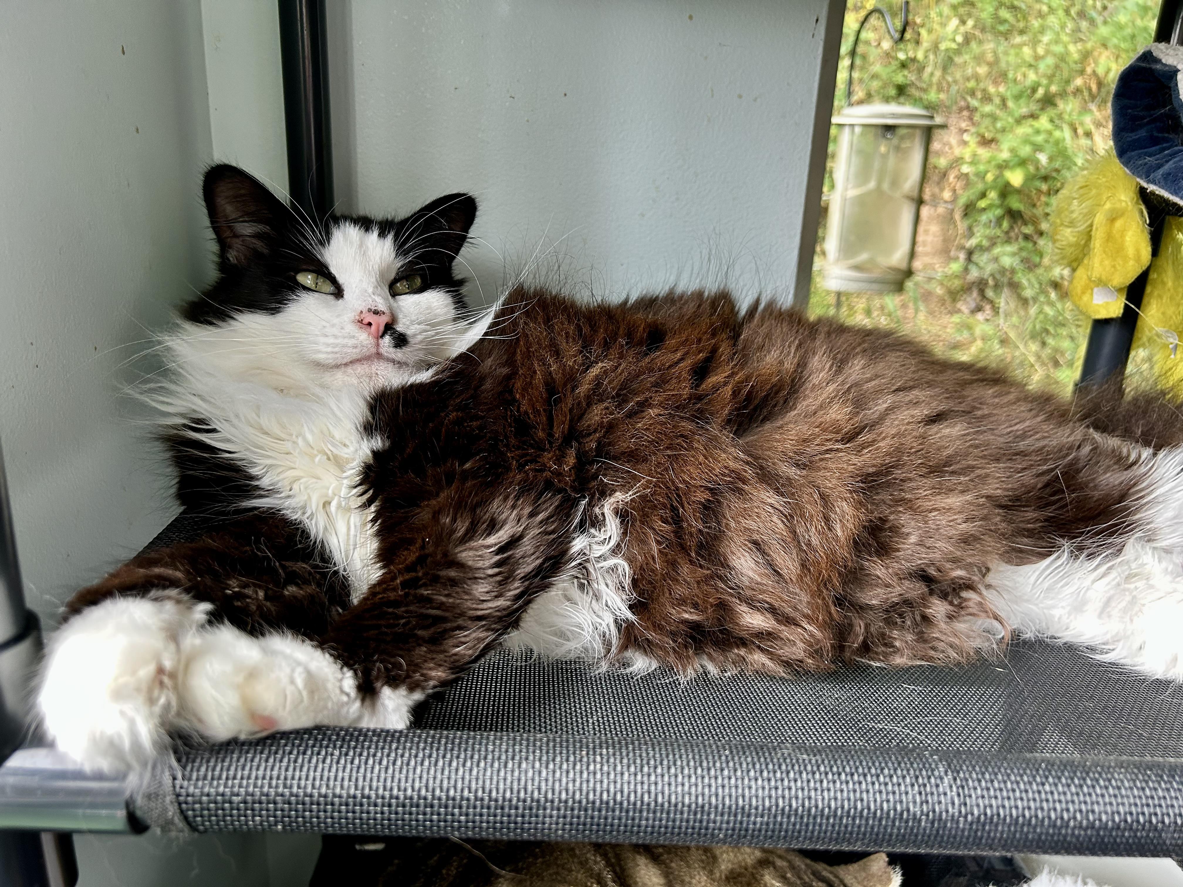 Enlarge Tilly and Smudge (bonded), a ADOPTABLE Domestic Long Hair in Grand Rapids, MI image 3/6