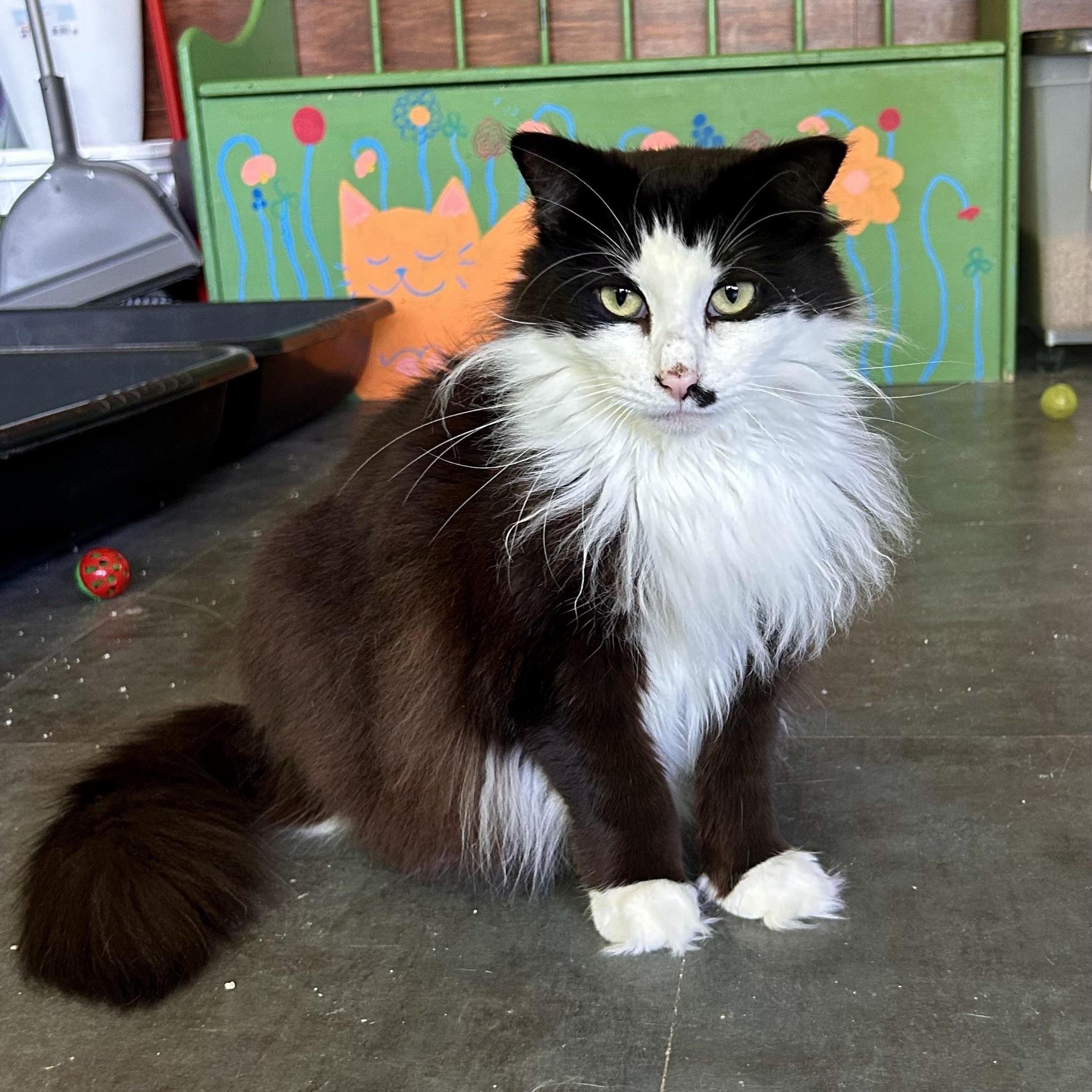 Enlarge Tilly and Smudge (bonded), a ADOPTABLE Domestic Long Hair in Grand Rapids, MI image 2/6