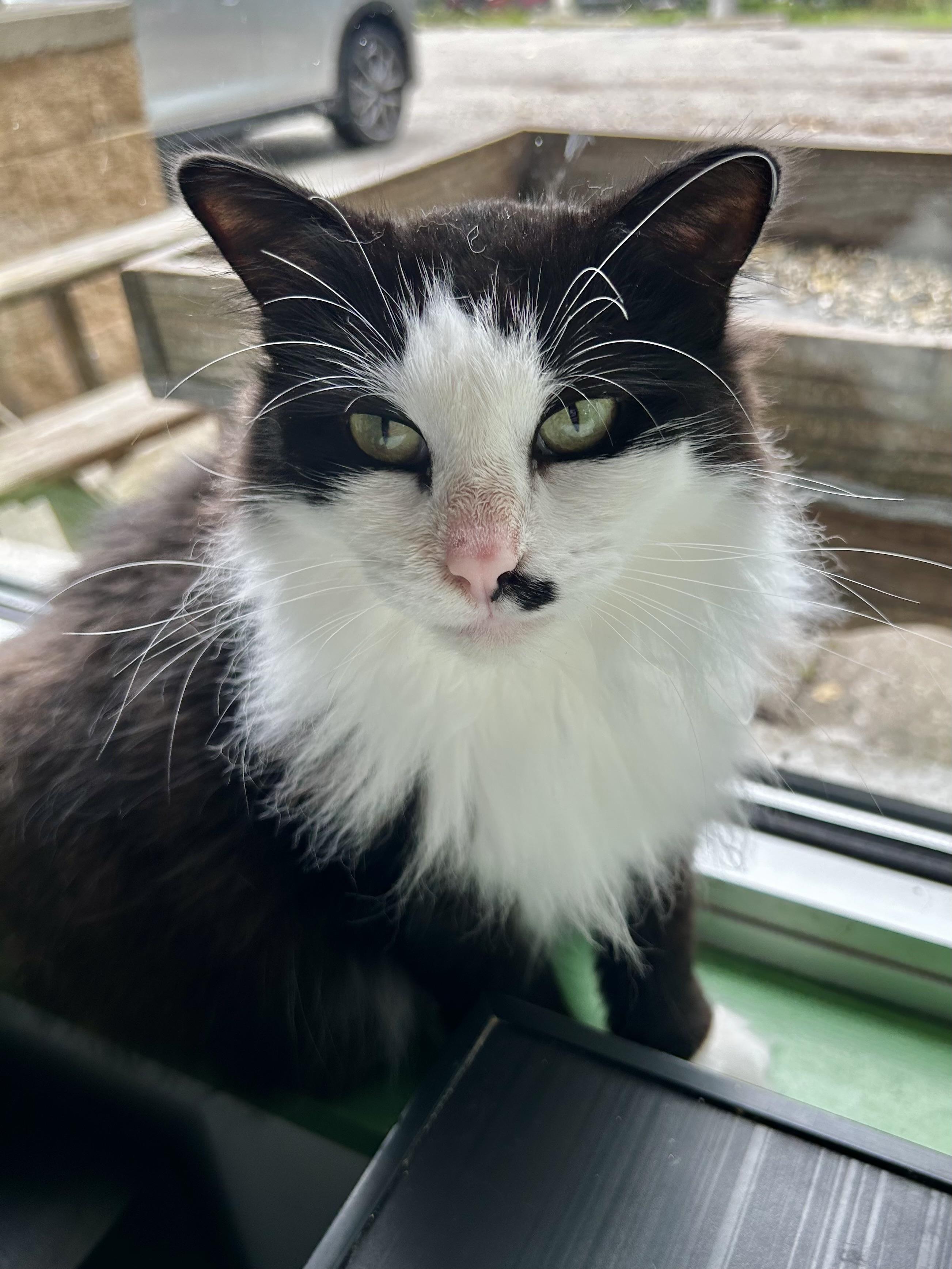 Enlarge Tilly and Smudge (bonded), a Adoptable Domestic Long Hair in Grand Rapids, MI image 4/6
