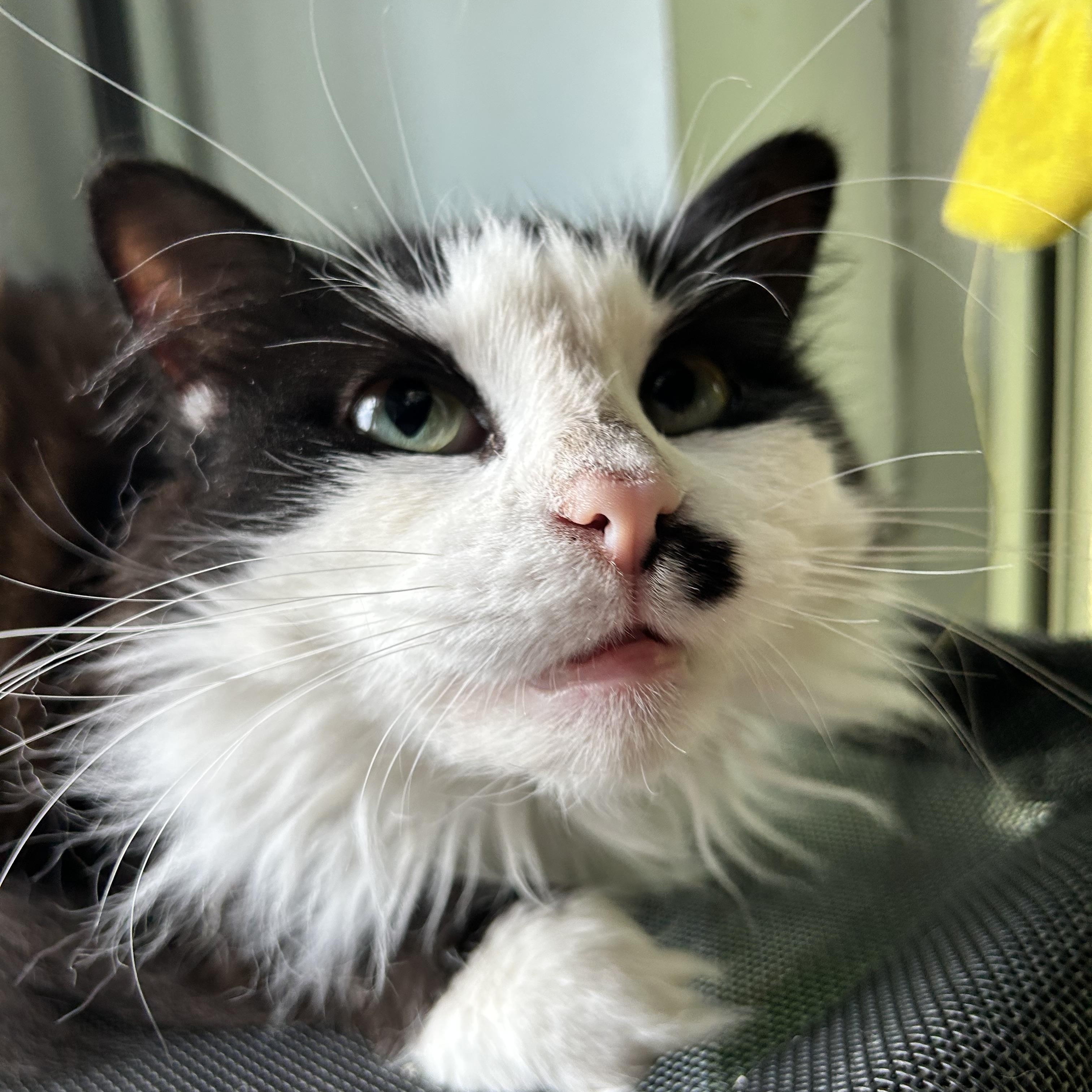 Tilly and Smudge (bonded), ADOPTABLE, Adult Female Domestic Long Hair.