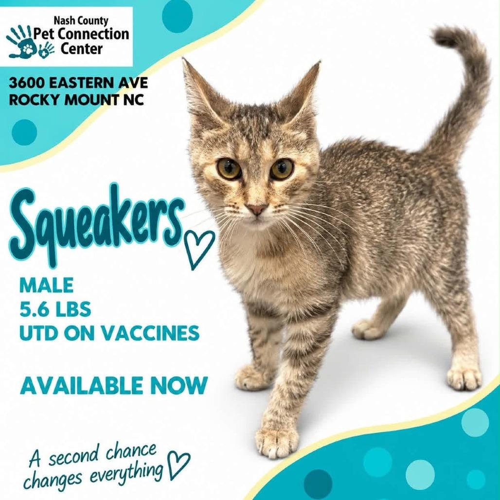 Enlarge SQUEAKERS  Available NOW - ADOPTION or RESCUE!, a Adoptable Domestic Short Hair in Nashville, NC image 1/1