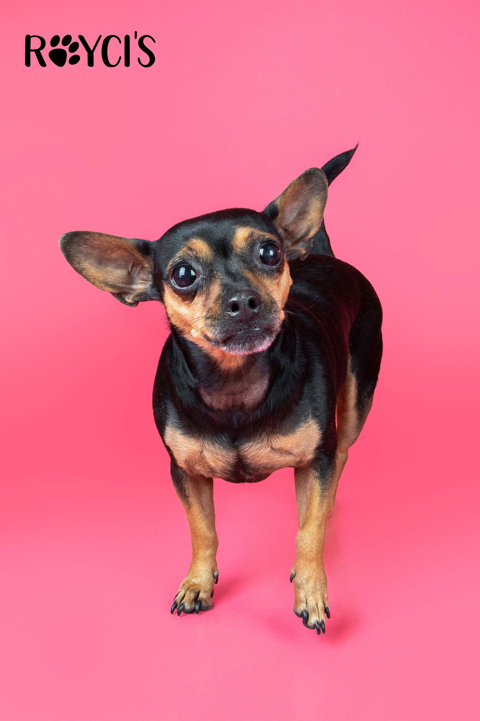 El Nina, Adoptable, Adult Female Chihuahua.