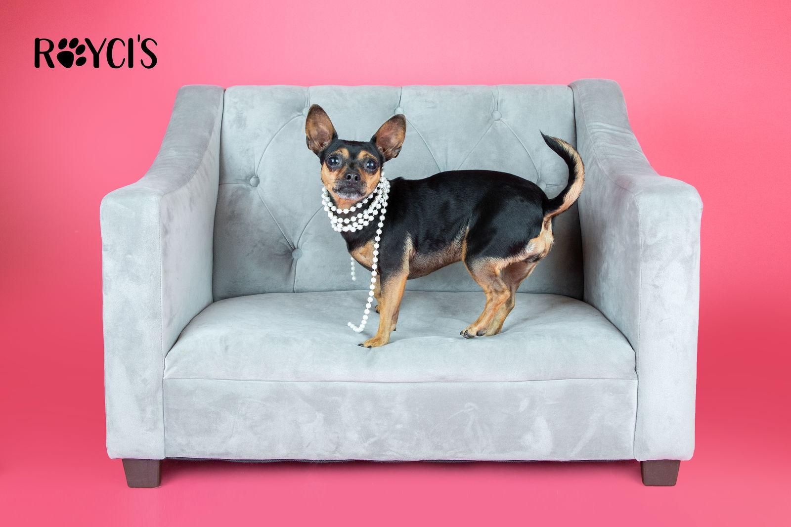 El Nina, a Adoptable Chihuahua in Salt Lake City, UT image 2/3