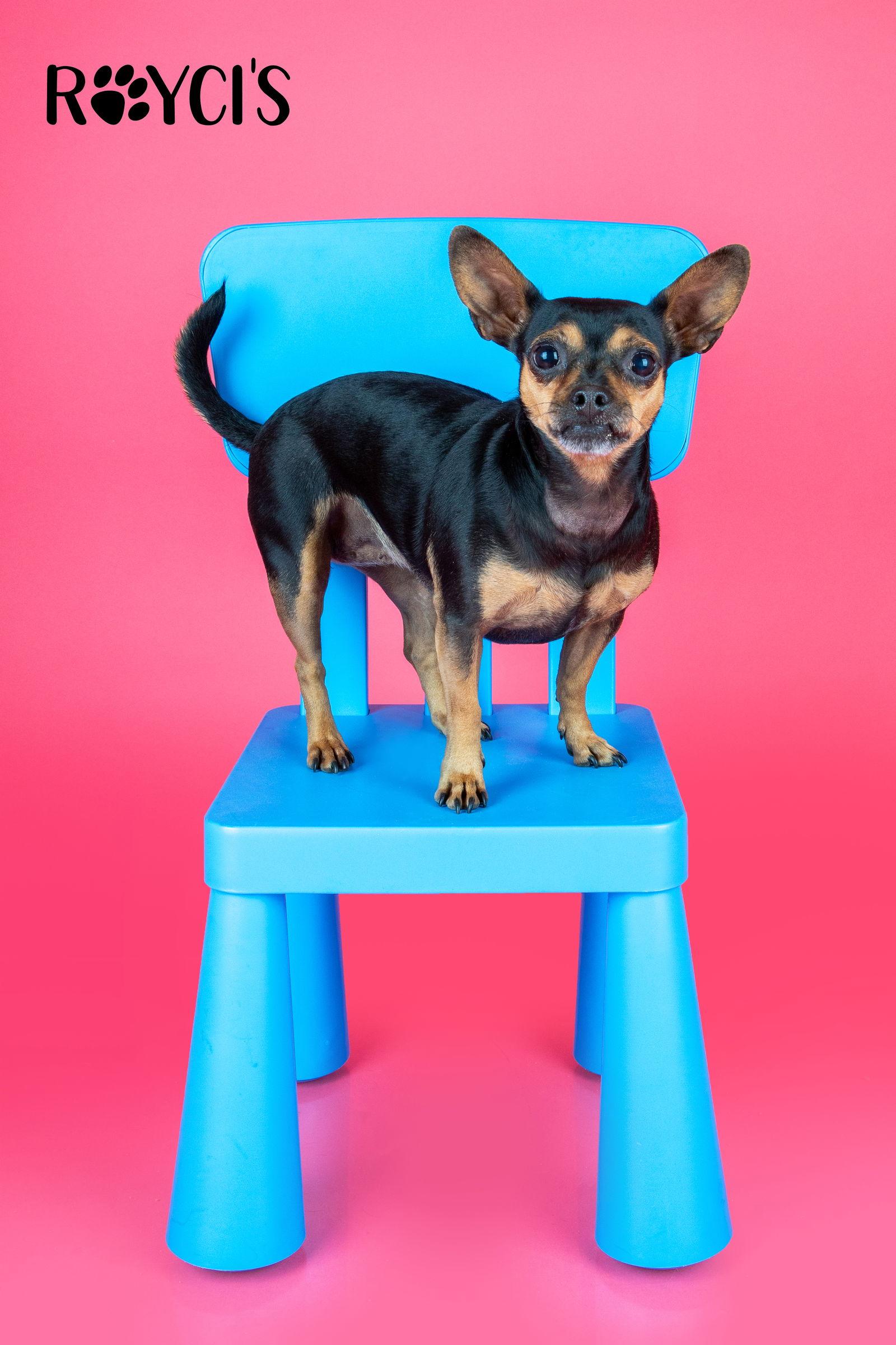 El Nina, a Adoptable Chihuahua in Salt Lake City, UT image 3/3