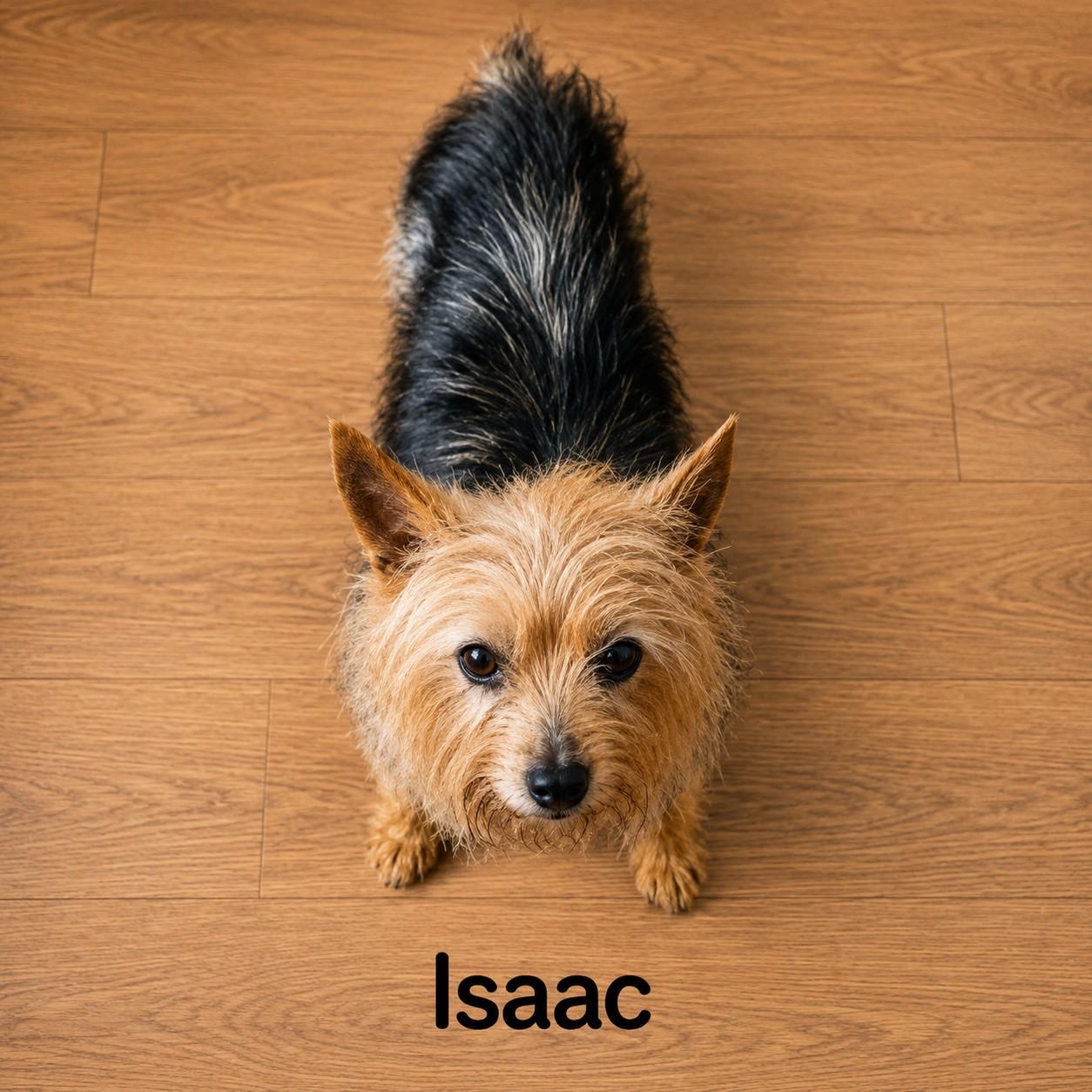 Enlarge Isaac, a ADOPTABLE Yorkshire Terrier in Salem, VA image 1/1