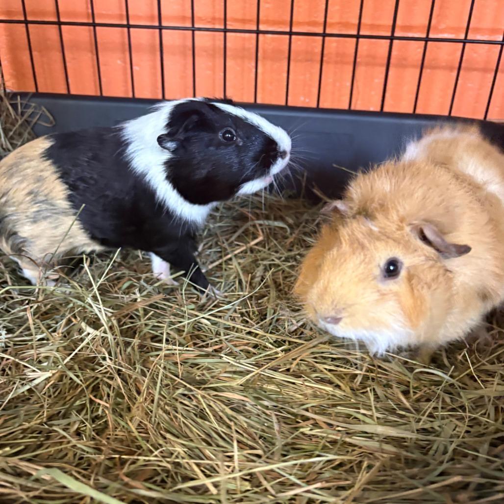 George, Adoptable, Young Male Guinea Pig.