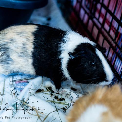 George, a Adoptable Guinea Pig in Brockton, MA image 2/2