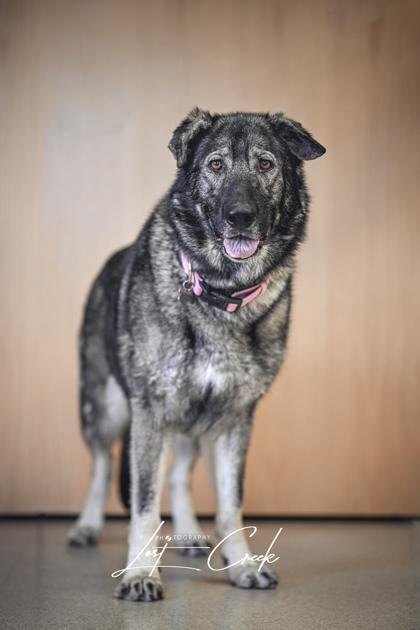 Atcha, Adoptable, Adult Female German Shepherd Dog & Mixed Breed.