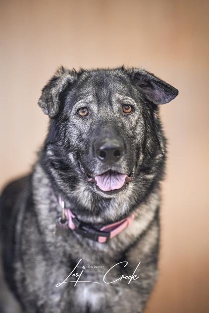 Enlarge Atcha, a Adoptable mixed breed in Kalispell, MT image 2/3