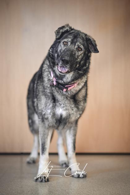 Enlarge Atcha, a Adoptable mixed breed in Kalispell, MT image 3/3