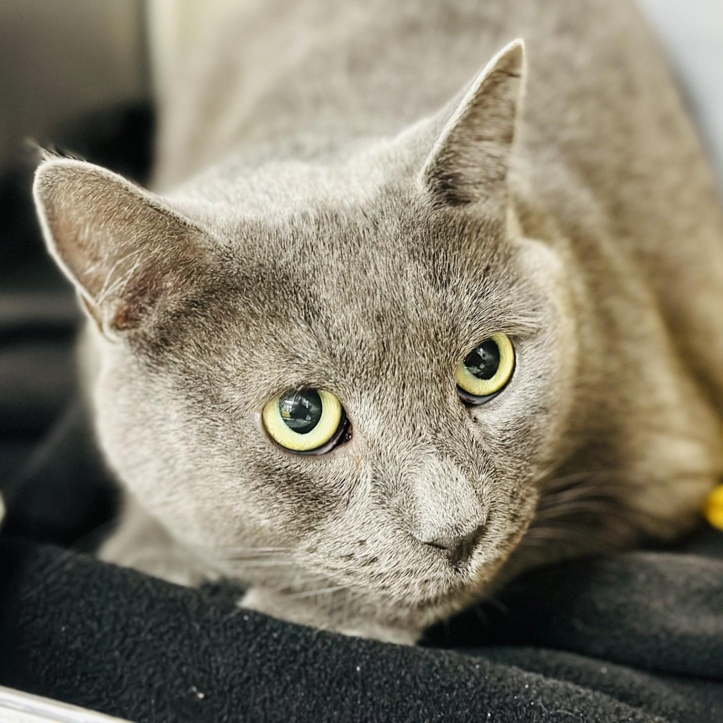 Jax, a ADOPTABLE Domestic Short Hair in Jackson, NJ image 2/2