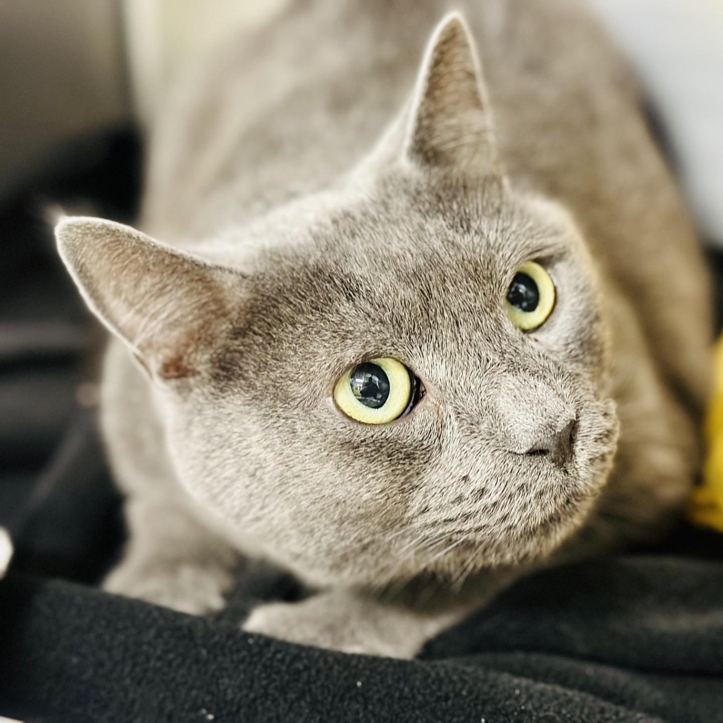 Jax, a ADOPTABLE Domestic Short Hair in Jackson, NJ image 1/2