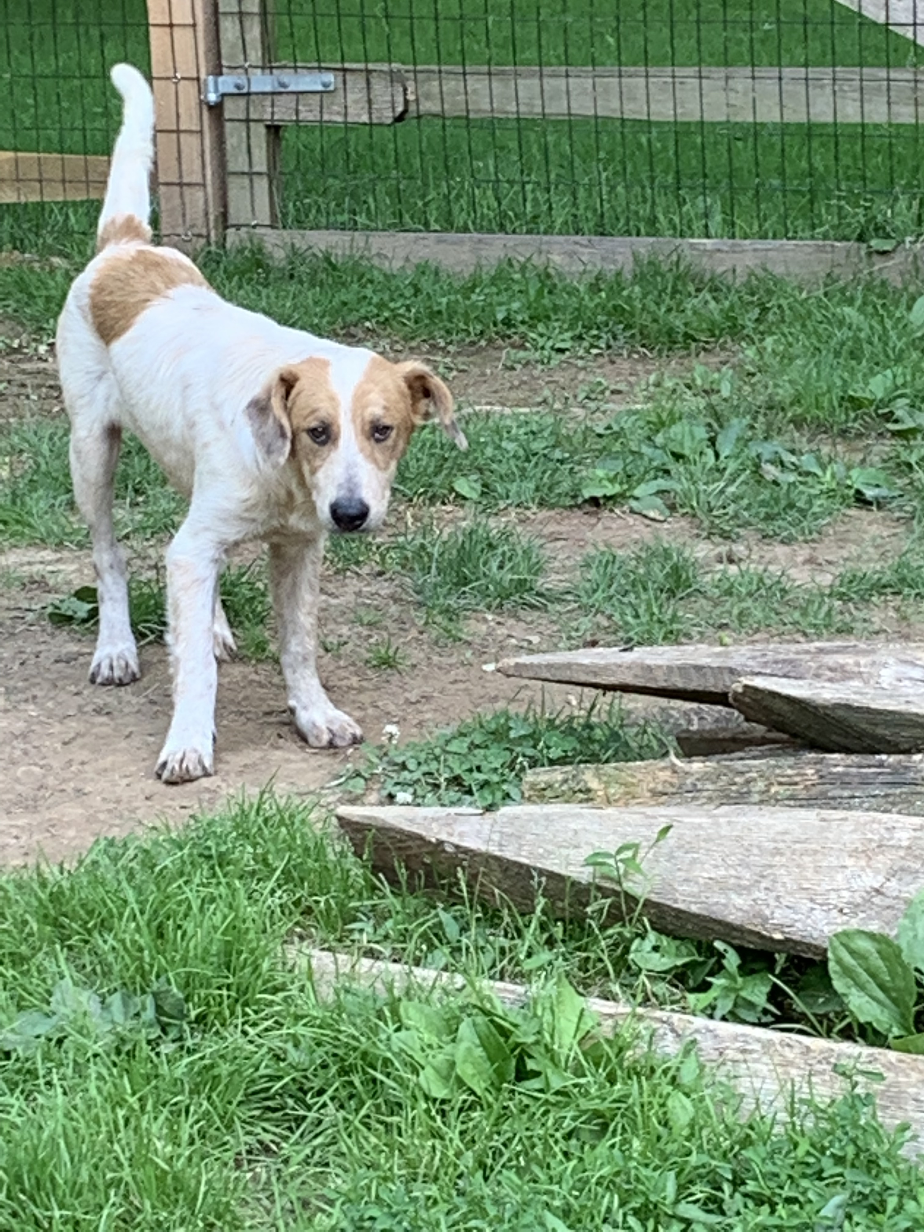 Buttercup, a Adoptable mixed breed in Coatesville, PA image 1/5