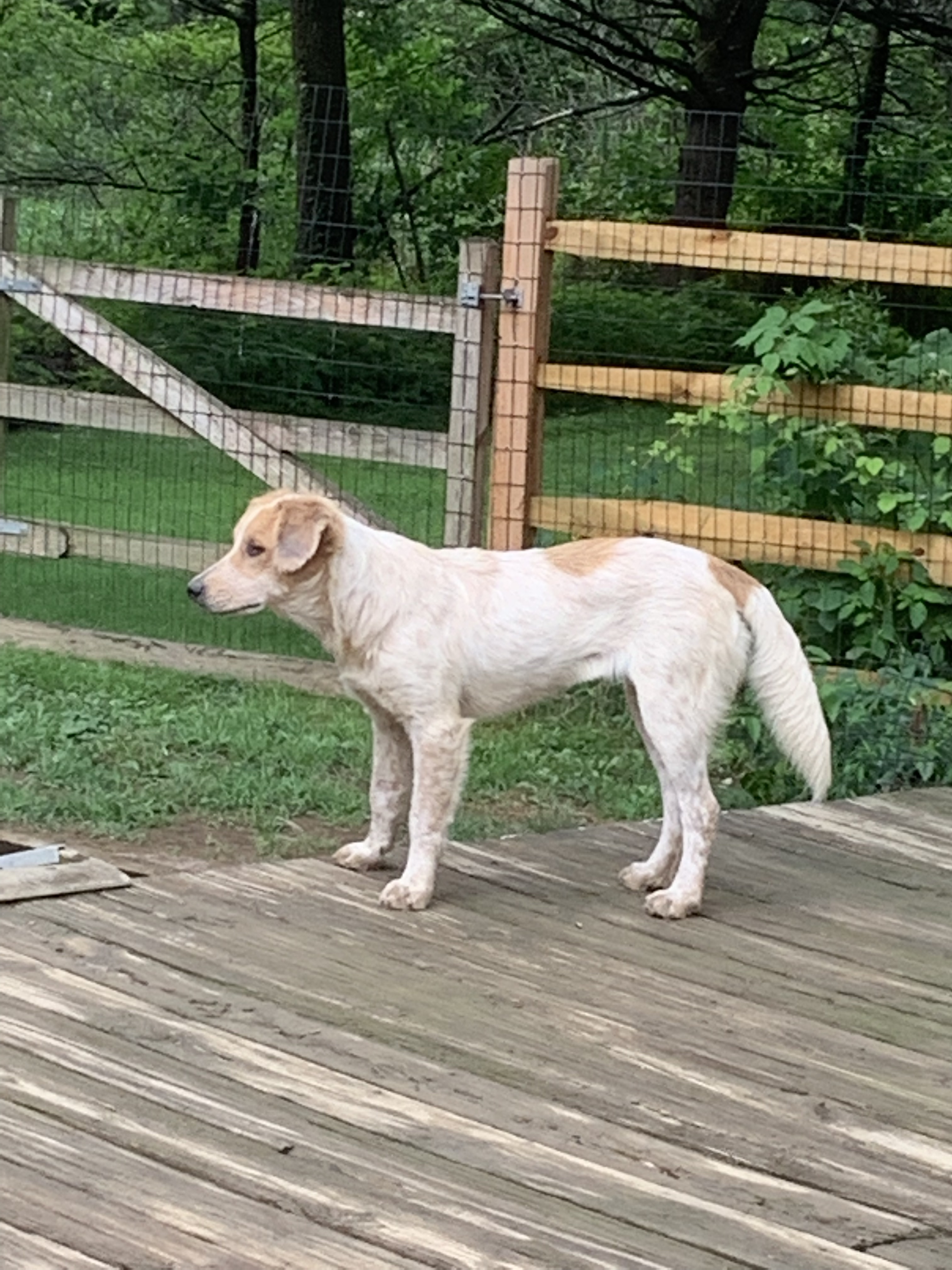 Buttercup, a Adoptable mixed breed in Coatesville, PA image 2/5