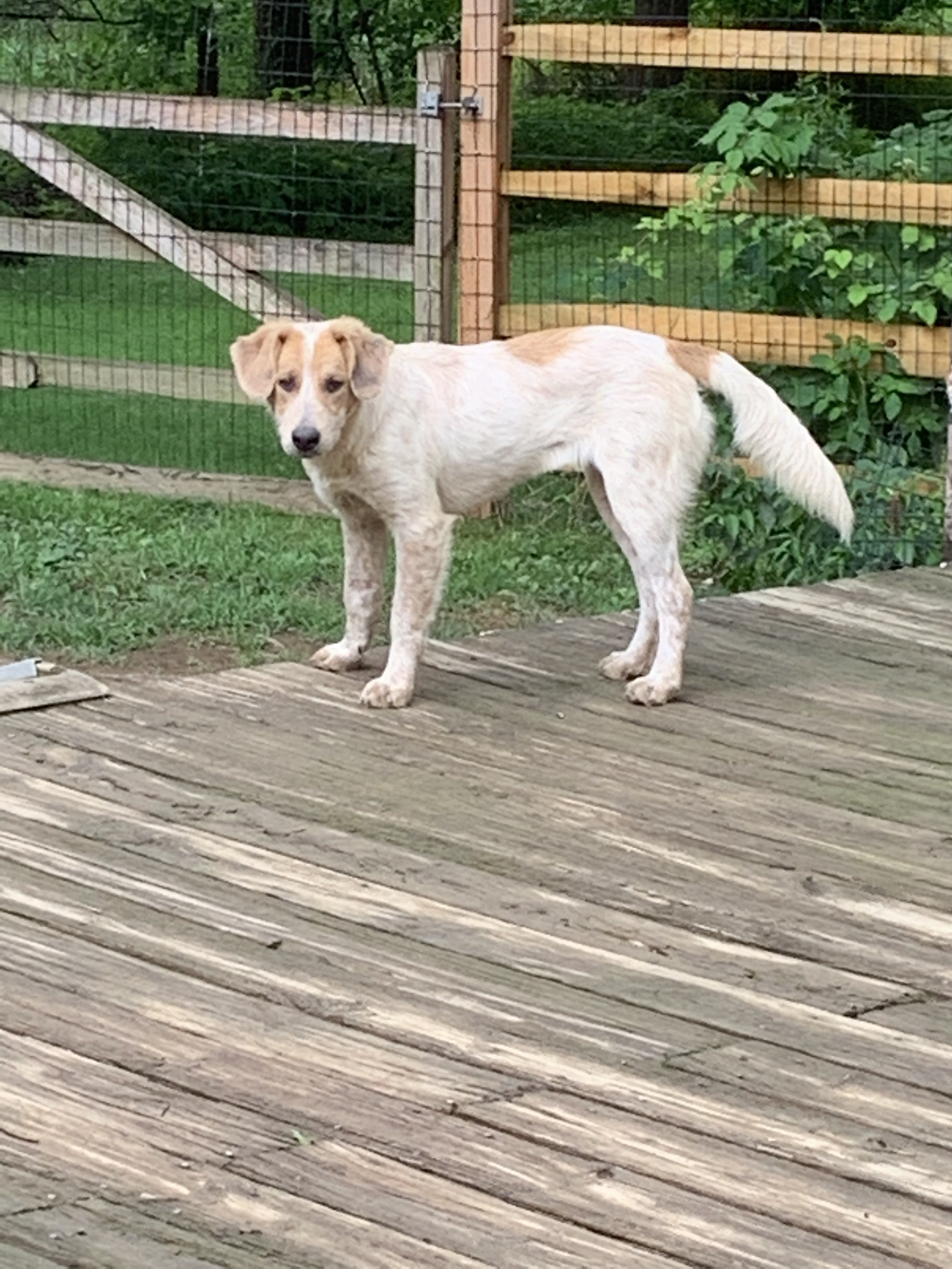 Buttercup, a Adoptable mixed breed in Coatesville, PA image 3/5
