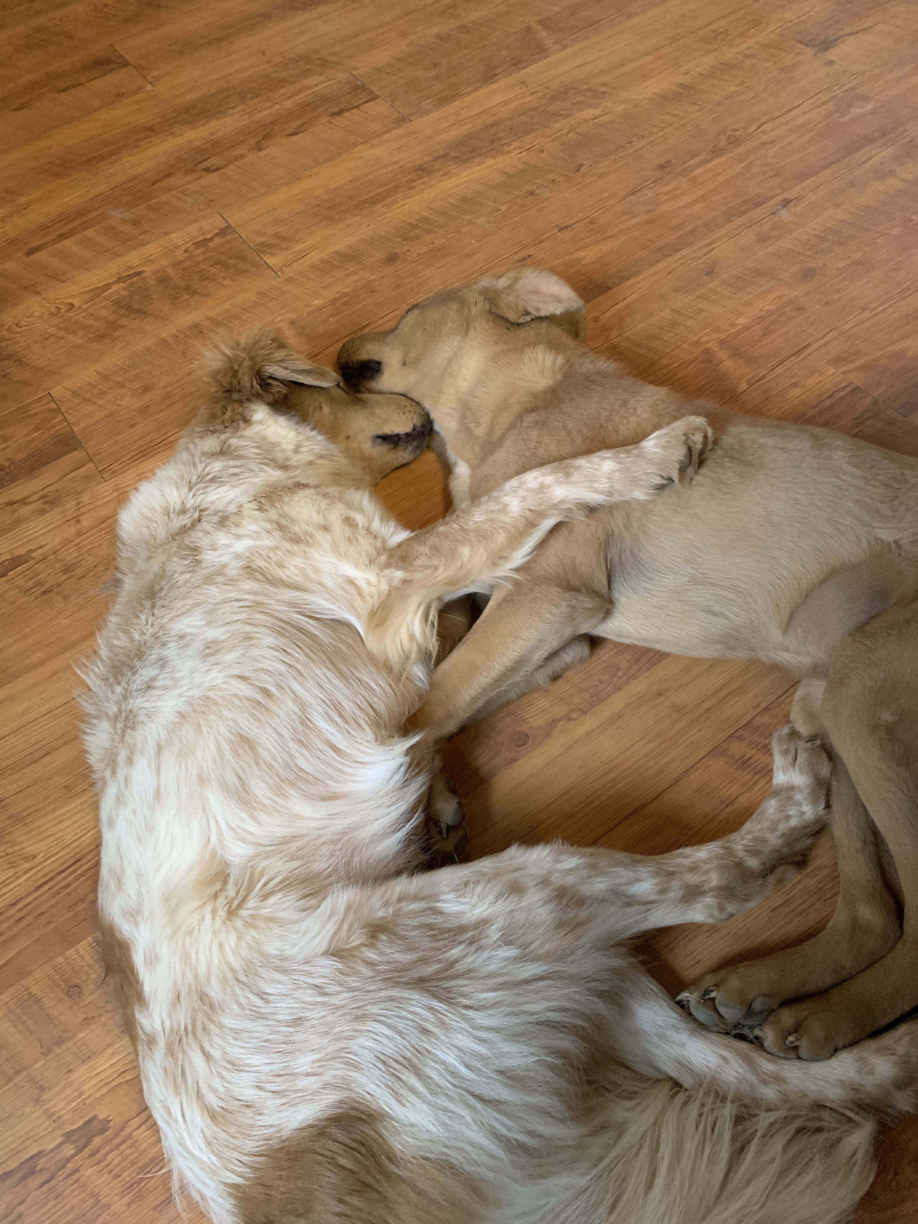 Buttercup, a Adoptable mixed breed in Coatesville, PA image 4/5