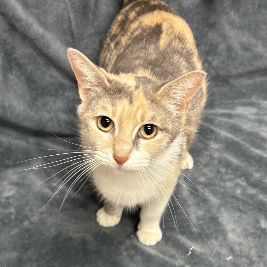 Enlarge Ruth, a Adoptable mixed breed in Brenham, TX image 3/6