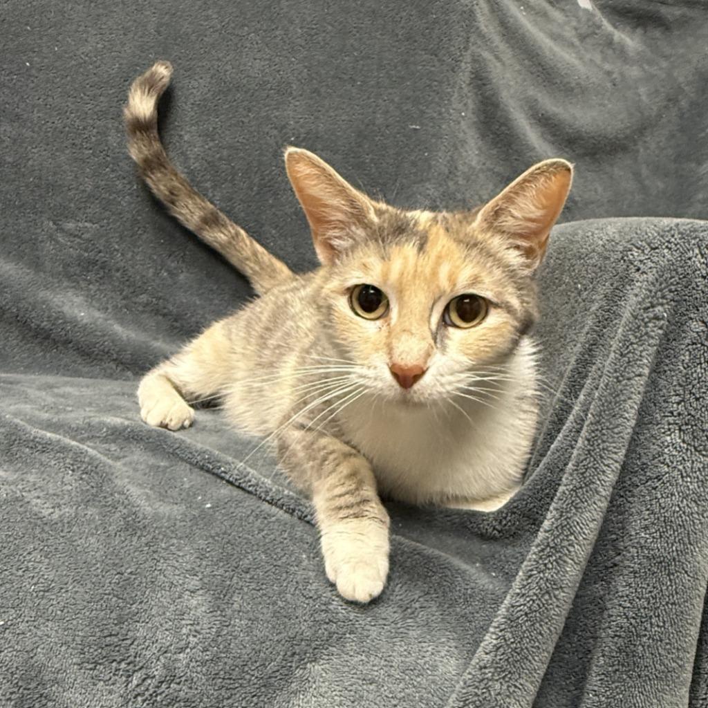 Enlarge Ruth, a Adoptable mixed breed in Brenham, TX image 4/6